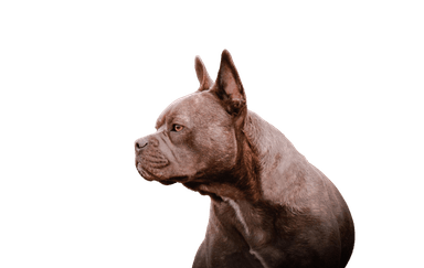 Frenchie személyzet