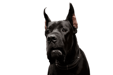 Német Dog Német Dog