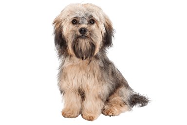 Havanese Havanese