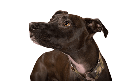 Lurcher Lurcher