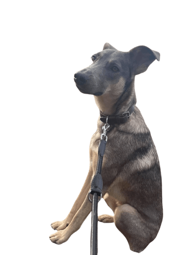 Malinois dobermann Malinois dobermann