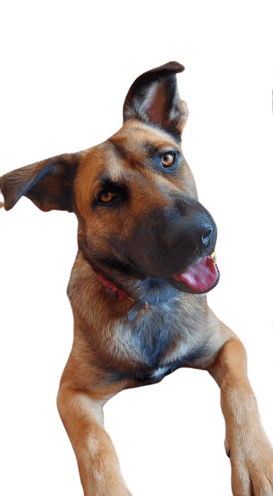 Mali Amstaff Mali Amstaff