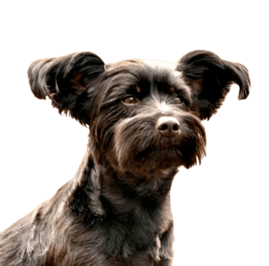 Mini Jack Schnauzer Mini Jack Schnauzer