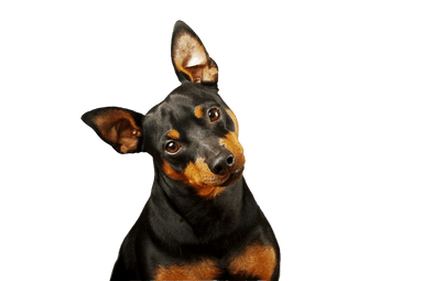 Miniatűr pinscher Miniatűr pinscher