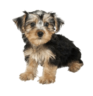 Morkie Morkie