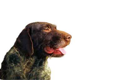 Drótszőrű német vizsla Drótszőrű német vizsla