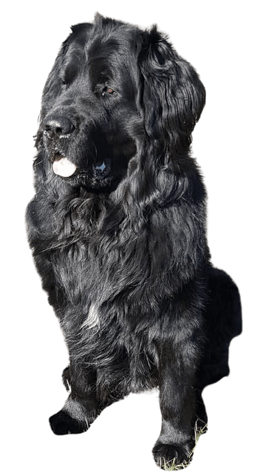 Újfundlandi Leonberger keverék Újfundlandi Leonberger keverék