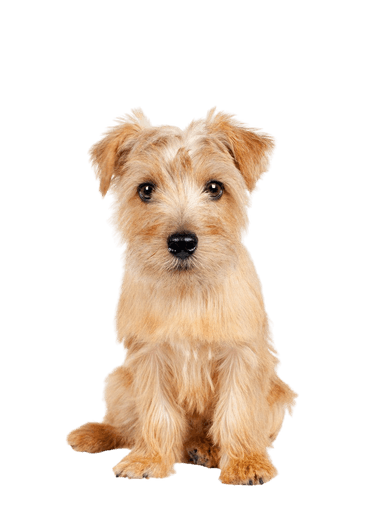 Norfolk terrier Norfolk terrier