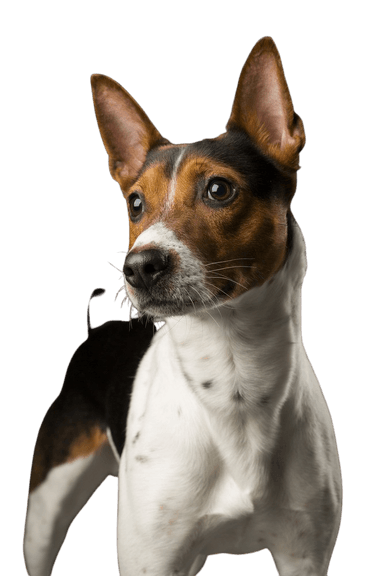 Amerikai patkányterrier Amerikai patkányterrier