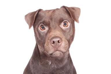 Patterdale terrier