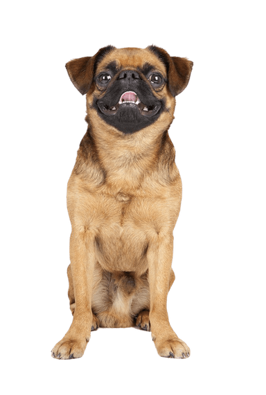 Brabanti kis griffon