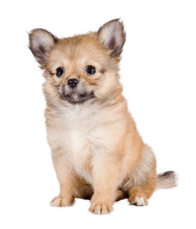 Pomchi Pomchi