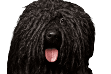 Puli Puli