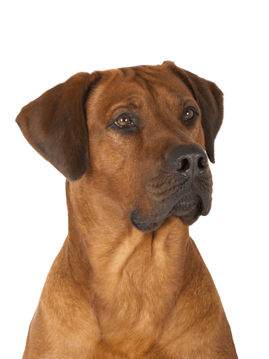 Rhodesiai Ridgeback Rhodesiai Ridgeback