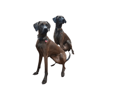 Rhodesiai vizsla Rhodesiai vizsla