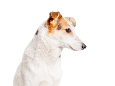 Rövidszőrű collie Rövidszőrű collie