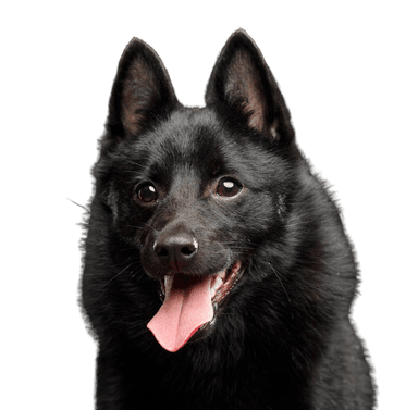 Schipperke Schipperke
