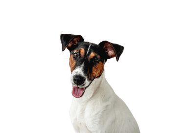 Sima szőrű foxterrier Sima szőrű foxterrier