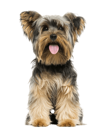 Yorkshire terrier Yorkshire terrier