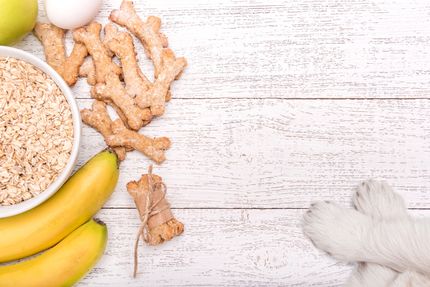 Darf mein Hund Haferflocken essen? Gekocht oder roh?