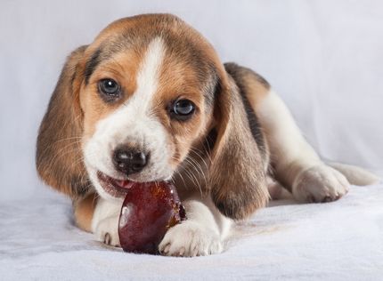 Darf mein Hund Pflaumen essen?