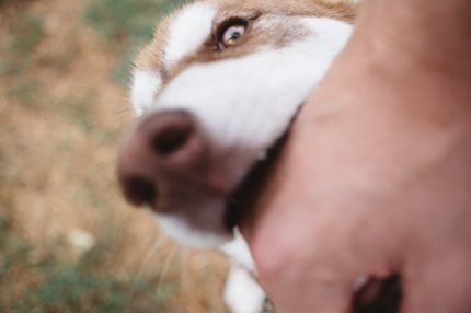 Hund schnappt wenn er nicht bekommt, was er will