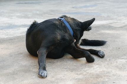 Warum dein Hund sich im Genitalbereich leckt und was du dagegen tun kannst