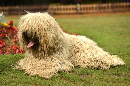 Hunde mit Dreadlocks