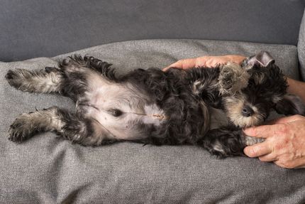 So erkennst du einen Nabelbruch bei Welpen / Hunden