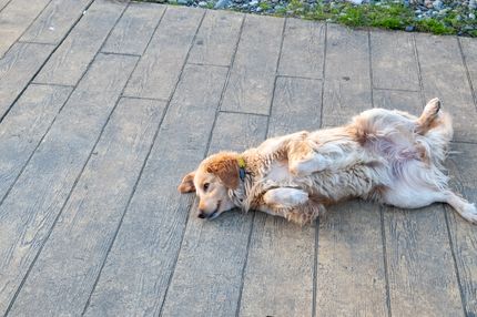 Mein Hund hat einen harten Bauch - warum?