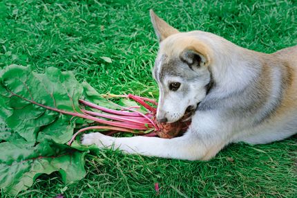 Rote Beete für deinen Vierbeiner: Superfood oder No-Go?