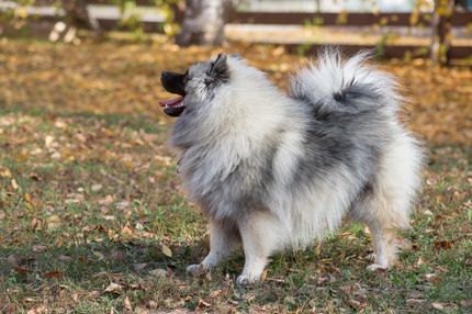 7 Hausmittel wenn dein Hund erbricht