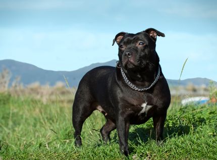 Sodbrennen beim Hund - Anzeichen und Hilfe