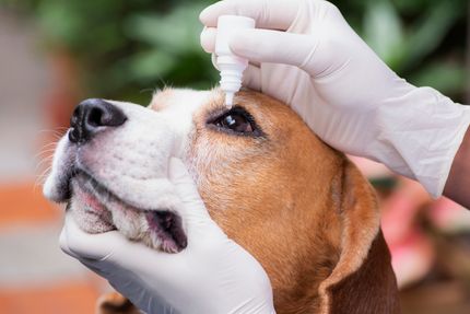Augentropfen für Hunde: Alles, was du wissen musst