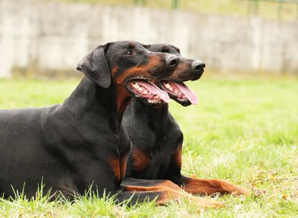Hunde mit langer Schnauze - unsere 18 Favoriten