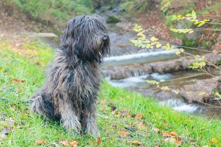 Hüttenurlaub mit Hund: Ein Abenteuer in der Natur