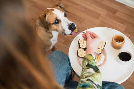 Darf dein Hund Erdnussbutter naschen?