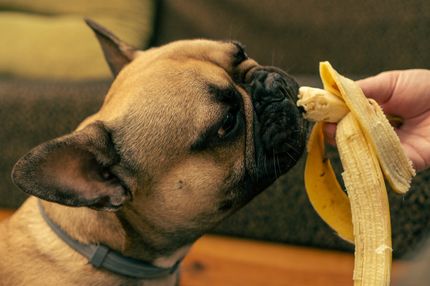 Darf mein Hund eine Banane essen?