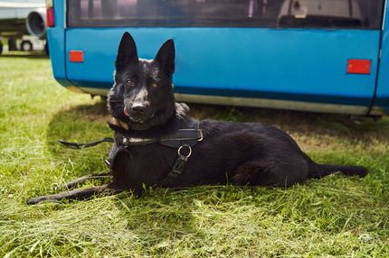 10 Empfehlungen für ein Anti Zug Geschirr fürn Hund