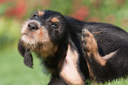 Hundestress: Wie man einen Hund bei Stress beruhigt