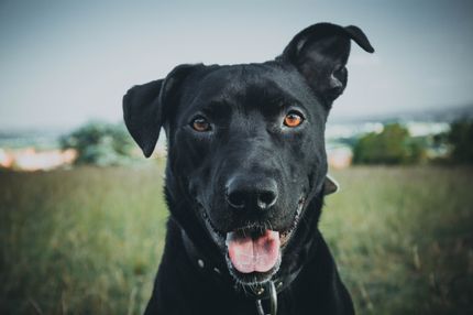 Mit dem eigenen Hund auf Fernreise – so geht’s