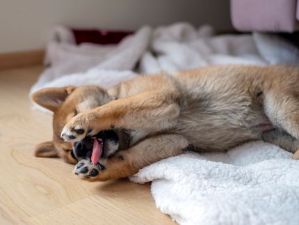 Wichtige Erkenntnisse zur Linderung von Husten bei Hunden durch Hausmittel