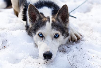 Hundegeschirr Testsieger: Wir zeigen euch unsere Favoriten