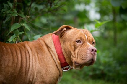 8 Favoriten für breite Hundehalsbänder