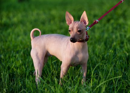 33 Terrier Rassen im Überblick - alle Rassebeschreibungen und Bilder