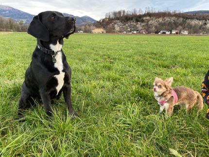 Adoption Day (Gotcha Day): Die schönsten Erinnerungs-Geschenke für Hundeltern