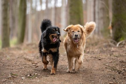 Maulkorb: Hund vor Giftköder schützen oder in der Bahn mitnehmen