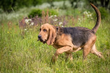 Wanderurlaub mit Hund - das solltest du beachten!