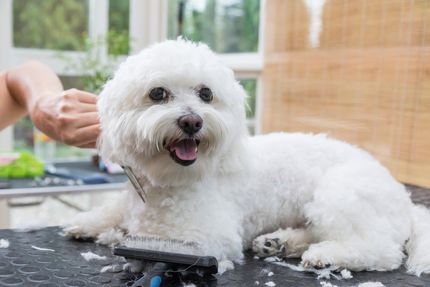 Hunde scheren und Fell kürzen