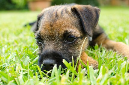 So lernt dein Hund das "Bleib" zu 100% - 5 Tipps